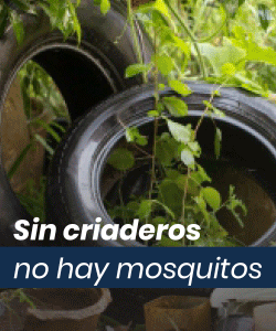 Sin criadero no hay mosquitos
