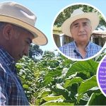 Elecciones en la Cámara de Tabaco de Jujuy: la Lista Violeta propone renovar la conducción y fortalecer al productor
